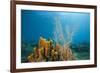 Yellow Tube Sponges in Coral Reef-Reinhard Dirscherl-Framed Photographic Print