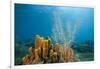 Yellow Tube Sponges in Coral Reef-Reinhard Dirscherl-Framed Photographic Print