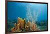 Yellow Tube Sponges in Coral Reef-Reinhard Dirscherl-Framed Photographic Print