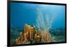 Yellow Tube Sponges in Coral Reef-Reinhard Dirscherl-Framed Photographic Print