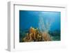 Yellow Tube Sponges in Coral Reef-Reinhard Dirscherl-Framed Photographic Print