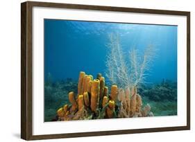 Yellow Tube Sponges in Coral Reef-Reinhard Dirscherl-Framed Photographic Print