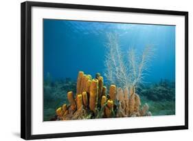 Yellow Tube Sponges in Coral Reef-Reinhard Dirscherl-Framed Photographic Print