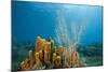 Yellow Tube Sponges in Coral Reef-Reinhard Dirscherl-Mounted Photographic Print