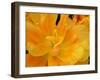 Yellow Tulip Close Up-Anna Miller-Framed Photographic Print