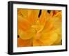 Yellow Tulip Close Up-Anna Miller-Framed Photographic Print