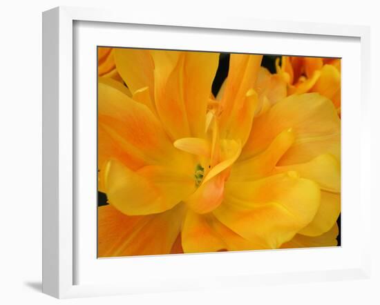 Yellow Tulip Close Up-Anna Miller-Framed Photographic Print