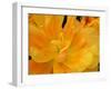 Yellow Tulip Close Up-Anna Miller-Framed Photographic Print