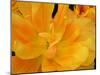 Yellow Tulip Close Up-Anna Miller-Mounted Photographic Print