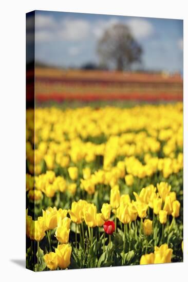 Yellow Tulip Field-Craig Tuttle-Stretched Canvas