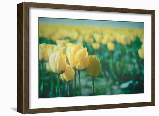 Yellow Tulip Field-null-Framed Photographic Print