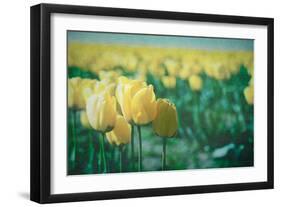 Yellow Tulip Field-null-Framed Photographic Print