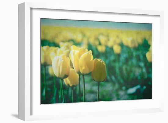 Yellow Tulip Field-null-Framed Photographic Print