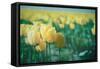 Yellow Tulip Field-null-Framed Stretched Canvas