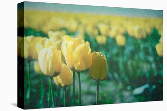 Yellow Tulip Field-null-Stretched Canvas