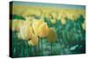 Yellow Tulip Field-null-Stretched Canvas