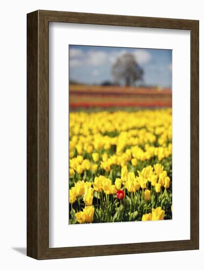 Yellow Tulip Field-Craig Tuttle-Framed Photographic Print