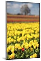 Yellow Tulip Field-Craig Tuttle-Mounted Photographic Print