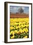 Yellow Tulip Field-Craig Tuttle-Framed Photographic Print