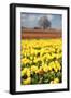 Yellow Tulip Field-Craig Tuttle-Framed Photographic Print