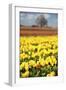 Yellow Tulip Field-Craig Tuttle-Framed Photographic Print