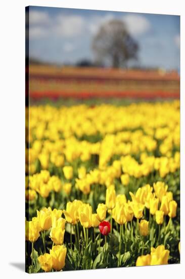 Yellow Tulip Field-Craig Tuttle-Stretched Canvas