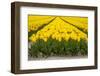 Yellow Tulip Filed-Marco Jorissen-Framed Photographic Print