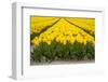 Yellow Tulip Filed-Marco Jorissen-Framed Photographic Print