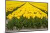 Yellow Tulip Filed-Marco Jorissen-Mounted Photographic Print
