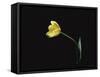 Yellow Tulip Flower, UK-Jane Burton-Framed Stretched Canvas