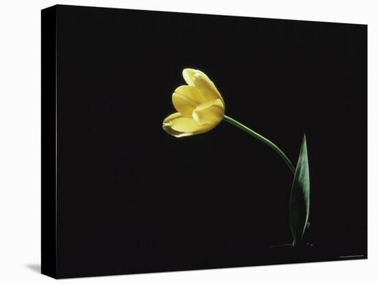 Yellow Tulip Flower, UK-Jane Burton-Stretched Canvas