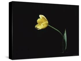 Yellow Tulip Flower, UK-Jane Burton-Stretched Canvas