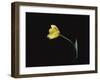 Yellow Tulip Flower, UK-Jane Burton-Framed Photographic Print