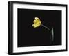 Yellow Tulip Flower, UK-Jane Burton-Framed Photographic Print