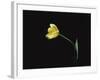 Yellow Tulip Flower, UK-Jane Burton-Framed Photographic Print