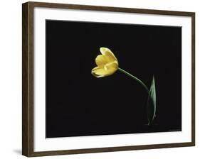 Yellow Tulip Flower, UK-Jane Burton-Framed Photographic Print