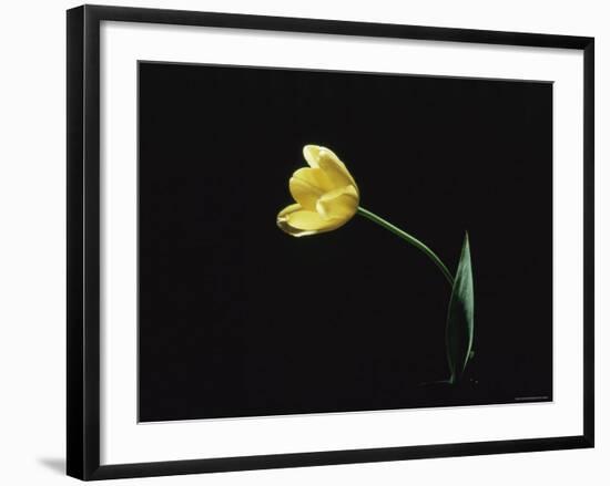 Yellow Tulip Flower, UK-Jane Burton-Framed Photographic Print