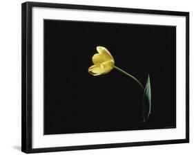 Yellow Tulip Flower, UK-Jane Burton-Framed Photographic Print