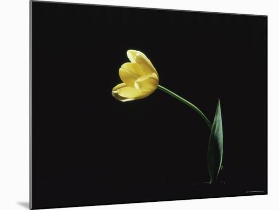 Yellow Tulip Flower, UK-Jane Burton-Mounted Photographic Print