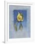 Yellow Tulip-Matilda Ellison-Framed Art Print