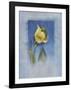 Yellow Tulip-Matilda Ellison-Framed Art Print