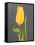 Yellow Tulip-Jamie & Judy Wild-Framed Stretched Canvas