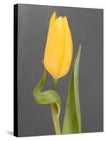 Yellow Tulip-Jamie & Judy Wild-Stretched Canvas