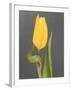 Yellow Tulip-Jamie & Judy Wild-Framed Photographic Print