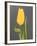 Yellow Tulip-Jamie & Judy Wild-Framed Photographic Print