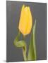 Yellow Tulip-Jamie & Judy Wild-Mounted Photographic Print