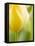 Yellow Tulip-Brent Bergherm-Framed Stretched Canvas