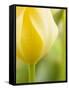 Yellow Tulip-Brent Bergherm-Framed Stretched Canvas