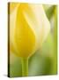 Yellow Tulip-Brent Bergherm-Stretched Canvas