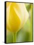 Yellow Tulip-Brent Bergherm-Framed Stretched Canvas